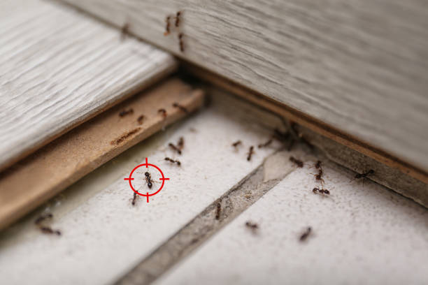 Best Insect Control  in Pea Ridge, FL